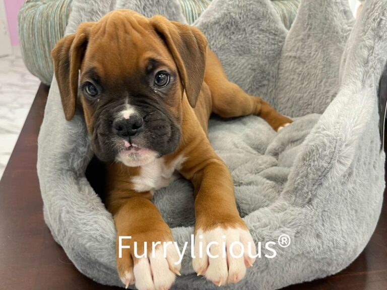 Apollo - Boxer