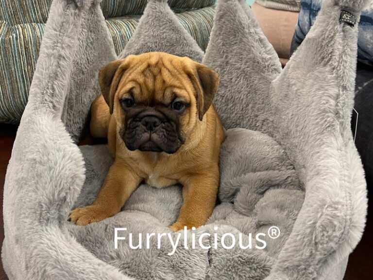 Arnie - Mini Bulldog