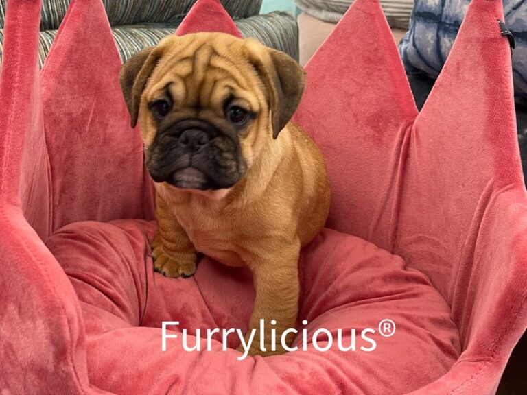 Clementine - Mini Bulldog