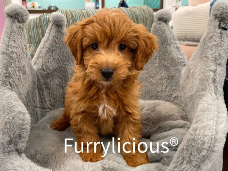 Baxter - Goldendoodle Mini 2nd Gen