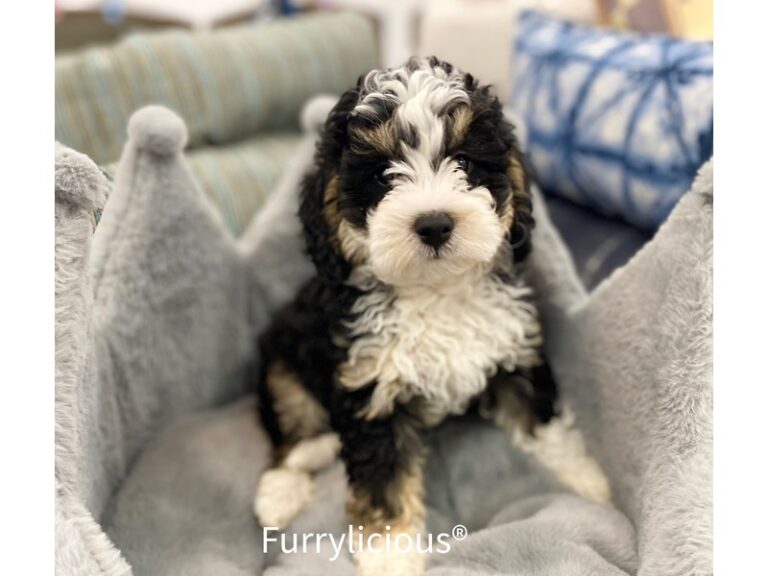 Ziggy - Bernedoodle Mini 2nd Gen