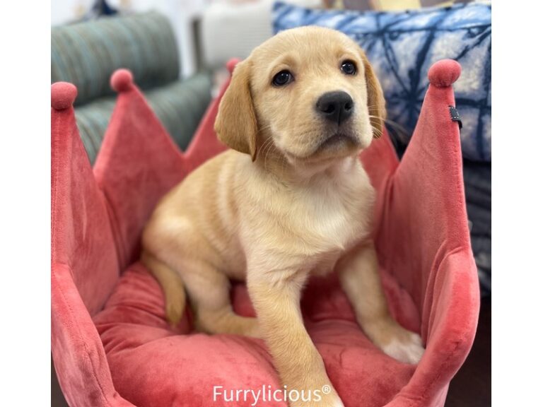 Janie - Labrador Retriever
