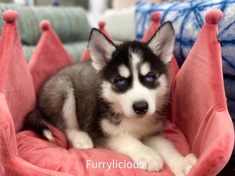 Capri - Siberian Husky