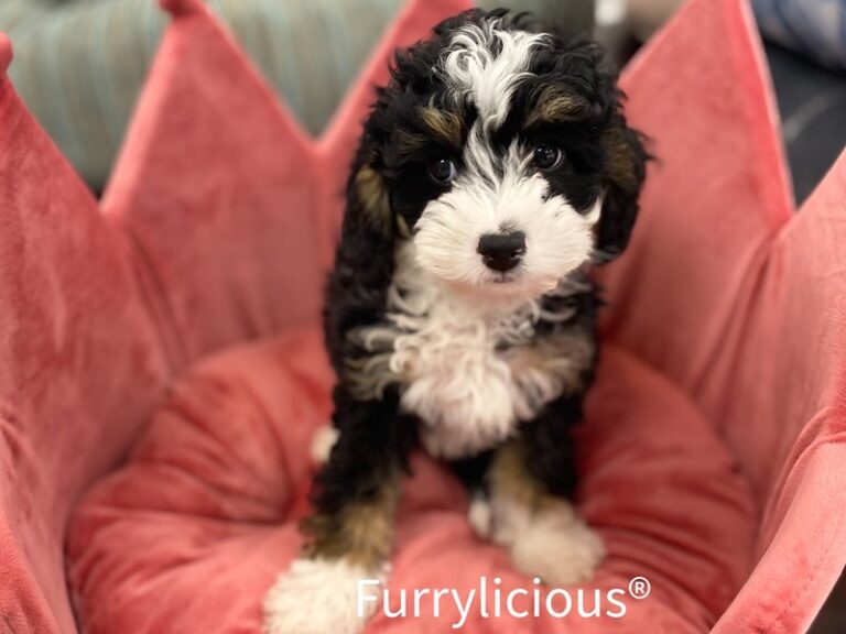 Bridget - Bernedoodle Mini 2nd Gen