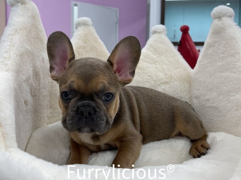 Wade - French Bulldog