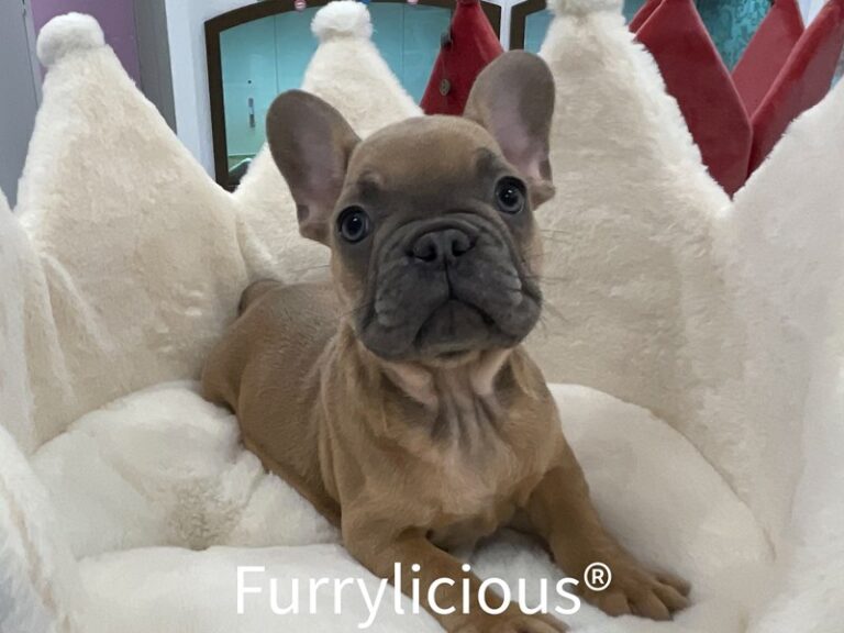 Sprout - French Bulldog