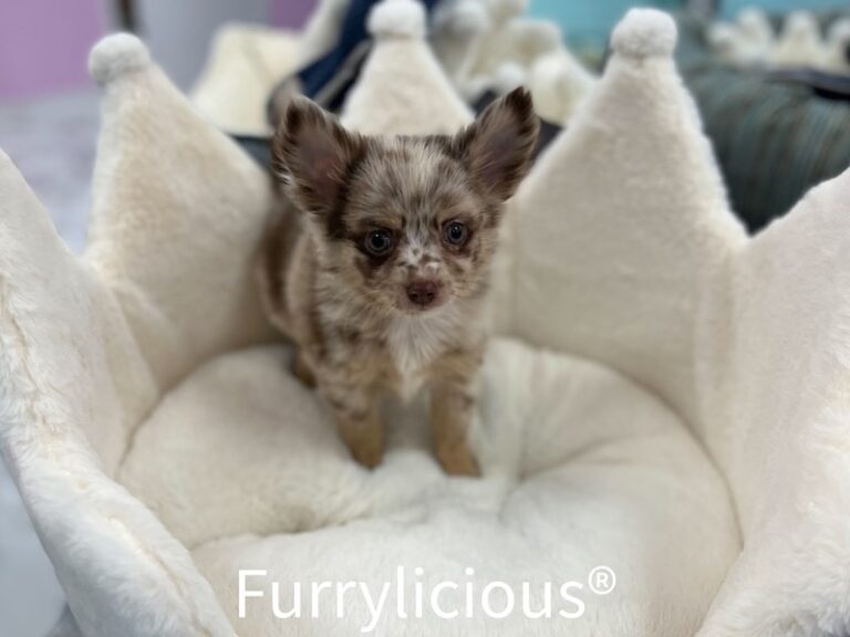 Pickles - Pomchi