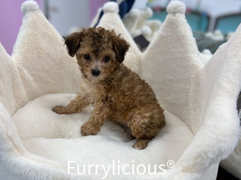 Squiggy - Poodle Mini