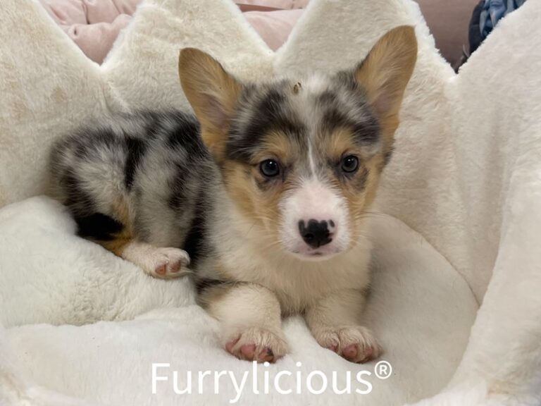 Tiger - Pembroke/Cardigan Welsh Corgi