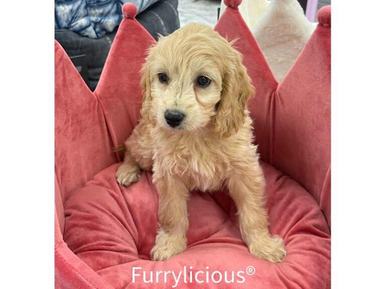 Meadow - Goldendoodle Mini 2nd Gen
