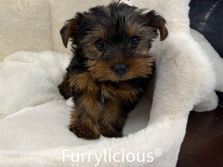 Memphis - Yorkshire Terrier