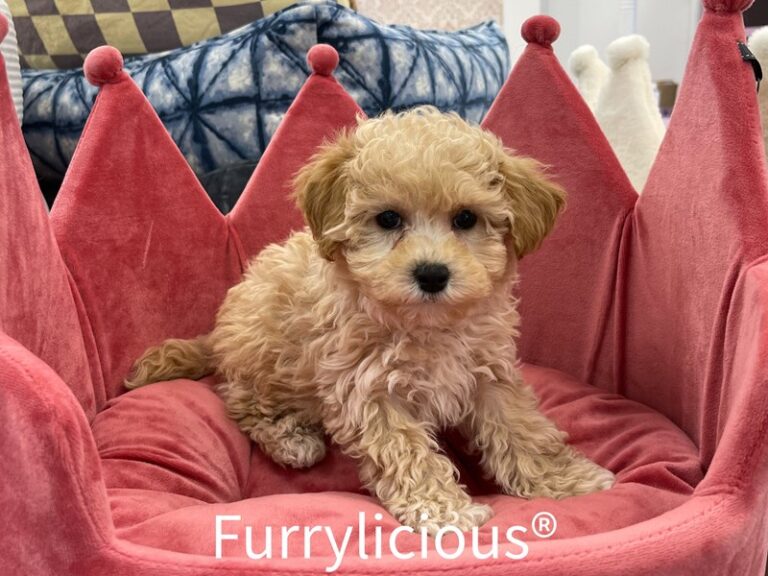 Tulip - Bichapoo