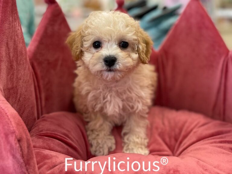 Magnolia - Bichapoo