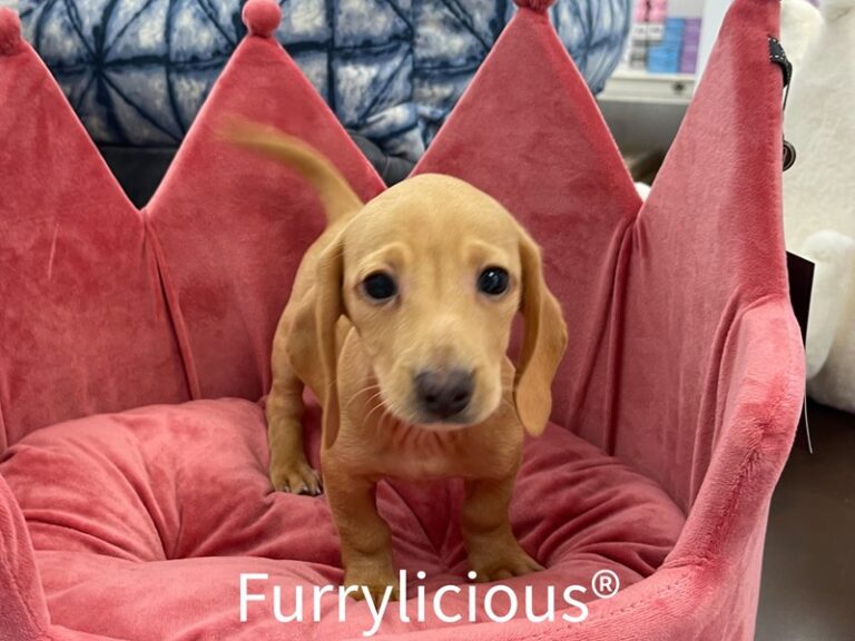 Puddles - Dachshund