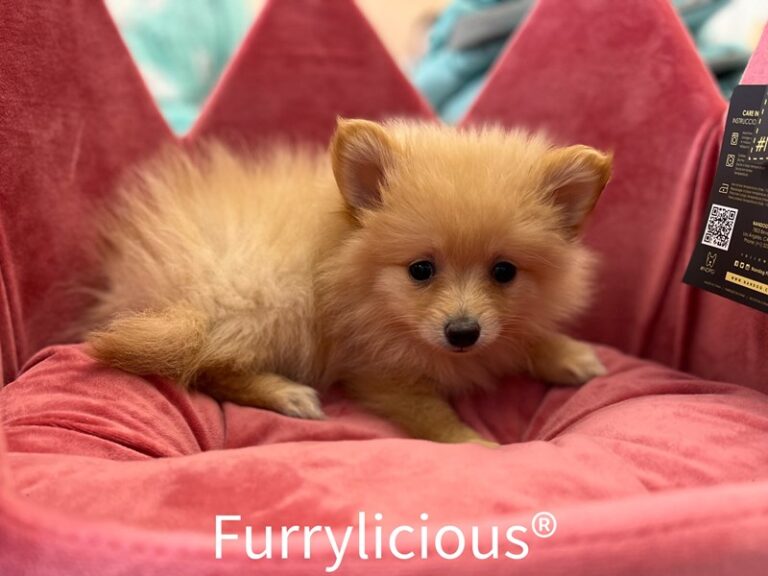 KiKi - Pomeranian