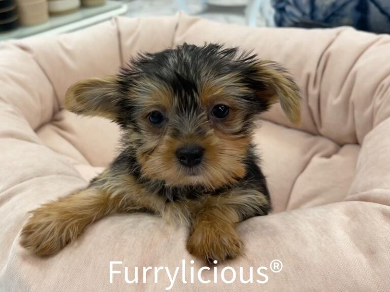 Astrid - Yorkshire Terrier