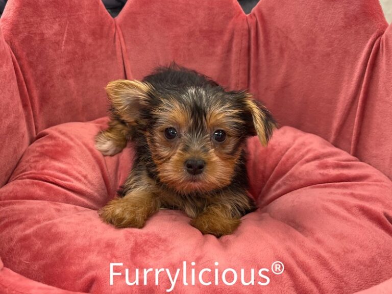 Blaire - Yorkshire Terrier