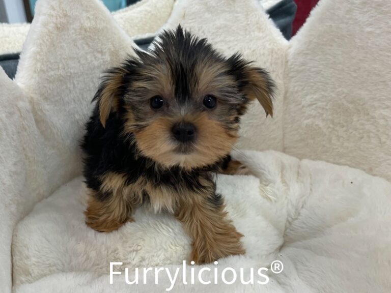 Lincoln - Yorkshire Terrier