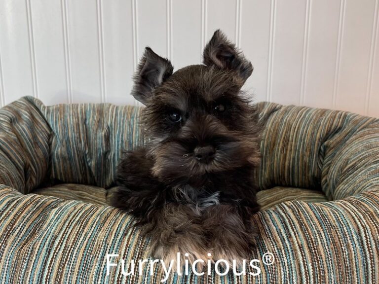 Porkchop - Mini Schnauzer