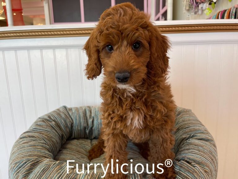 Nolan - Irishdoodle Mini