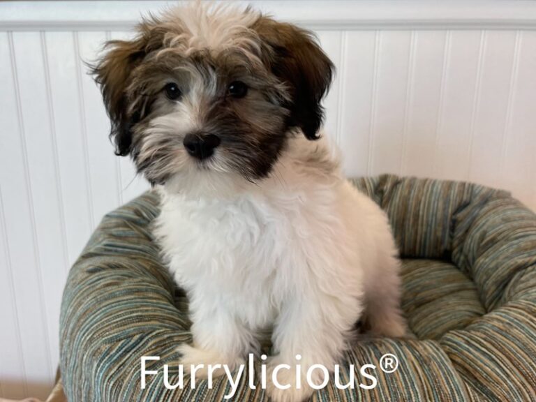 Arno - Havanese
