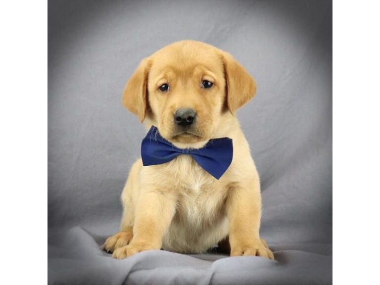 Labrador Retriever - Labrador Retriever