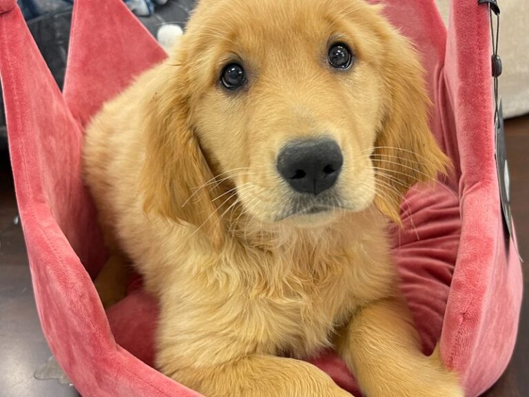 Goldie - Golden Retriever
