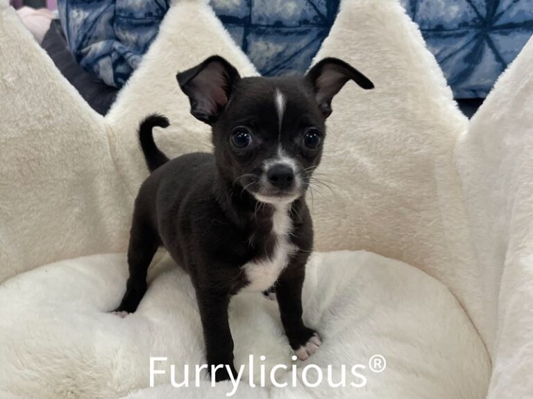 Felix - Chihuahua