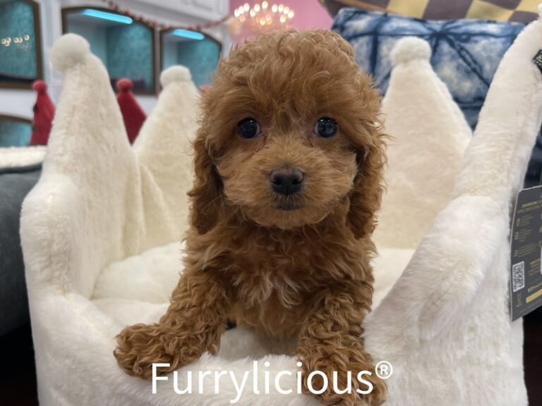 Pierce - Cockapoo 2nd gen