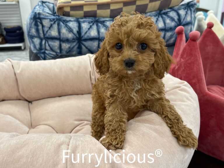Elsie - Cockapoo 2nd gen