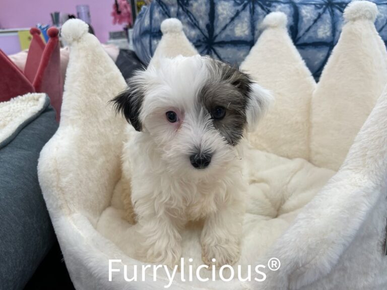 Flynn - Morkie