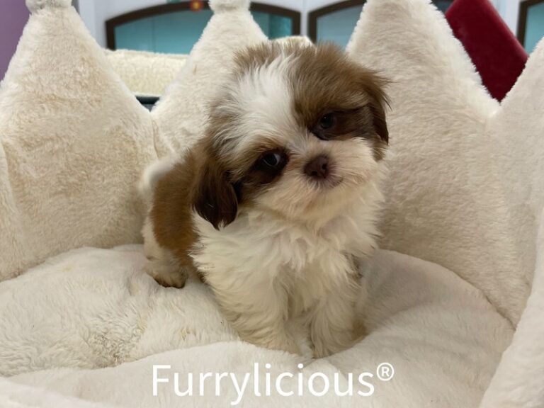 Noah - Shih Tzu