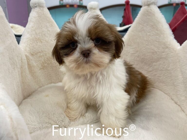 Owen - Shih Tzu