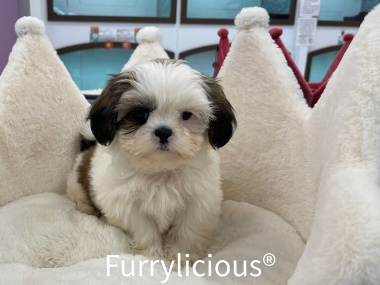 Jack - Shih Tzu