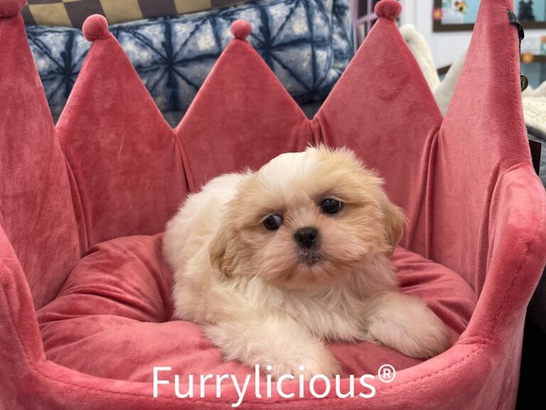 Charlotte - Shih Tzu