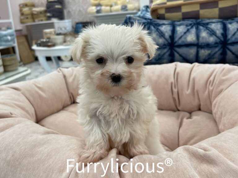 Keely - Maltese