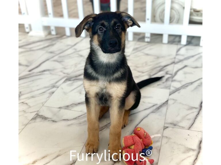Sasha - German Shepherd