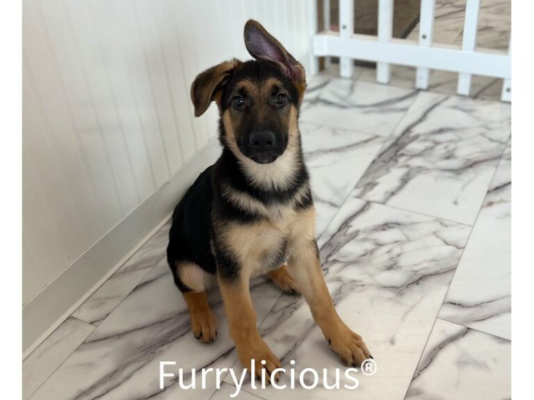 Sammy - German Shepherd