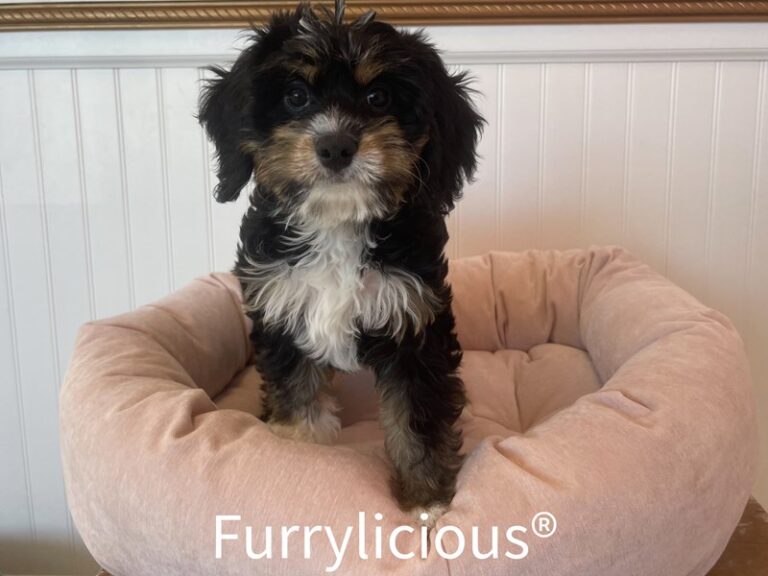 Lola - Bernedoodle Mini 2nd Gen