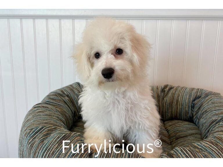 Blake - Bichon Frise