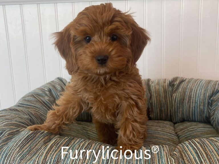 Otis - Cockapoo 2nd gen