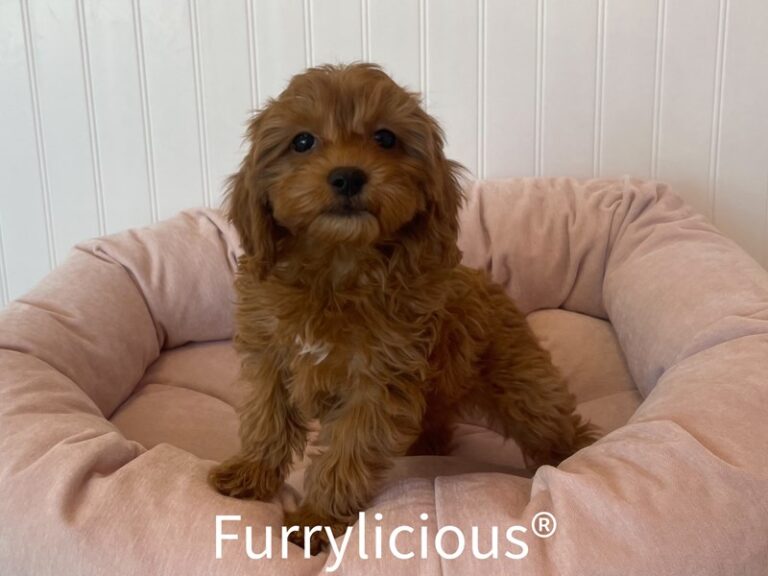 Heidi - Cockapoo 2nd gen