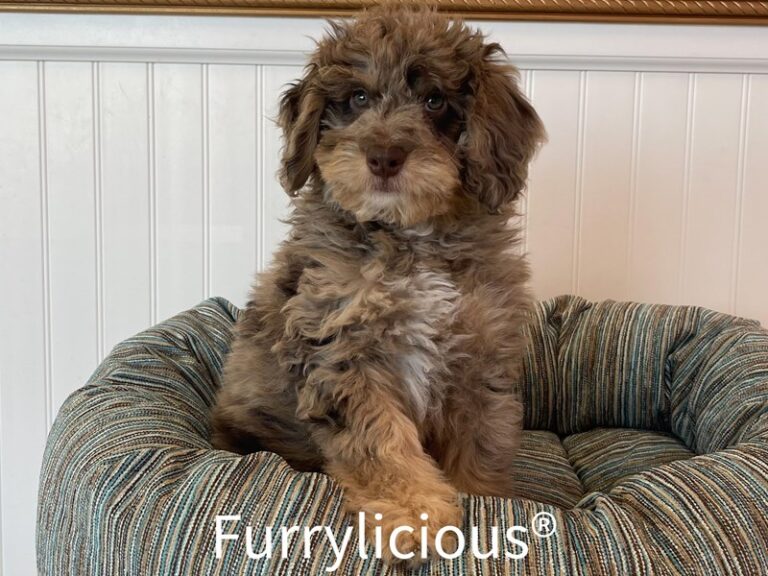 Lenny - NewfyPoo Mini