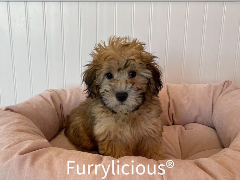 Wendy - Whoodle Mini