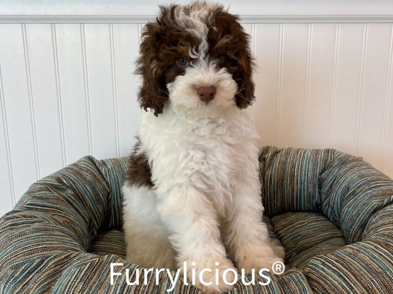 Gizmo - Bernedoodle Mini 2nd Gen