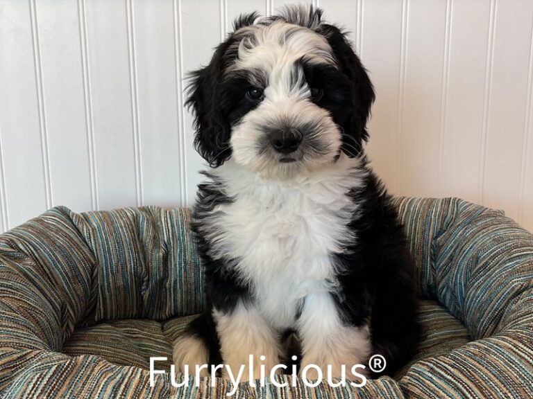 Ziggy - Sheepadoodle Mini