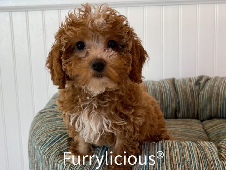 Tyson - Cavapoo