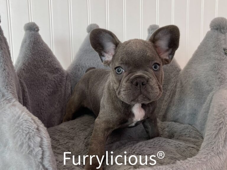 Franklin - French Bulldog