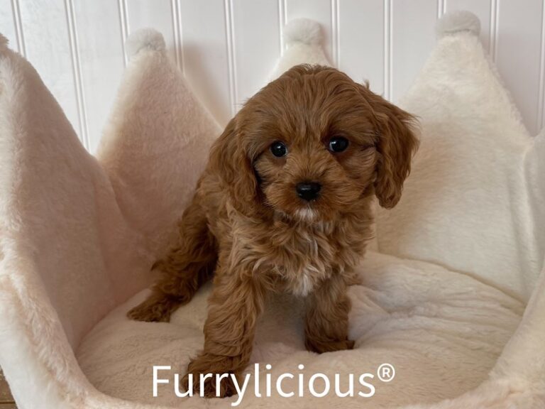 Dolley - Cavapoo