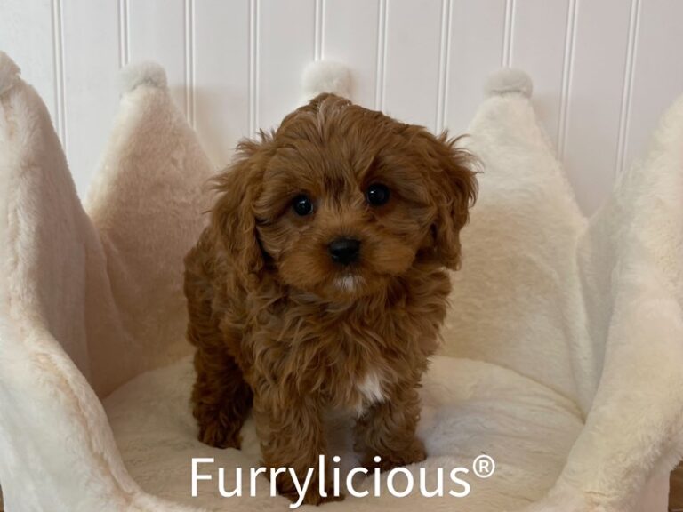 Bess - Cavapoo
